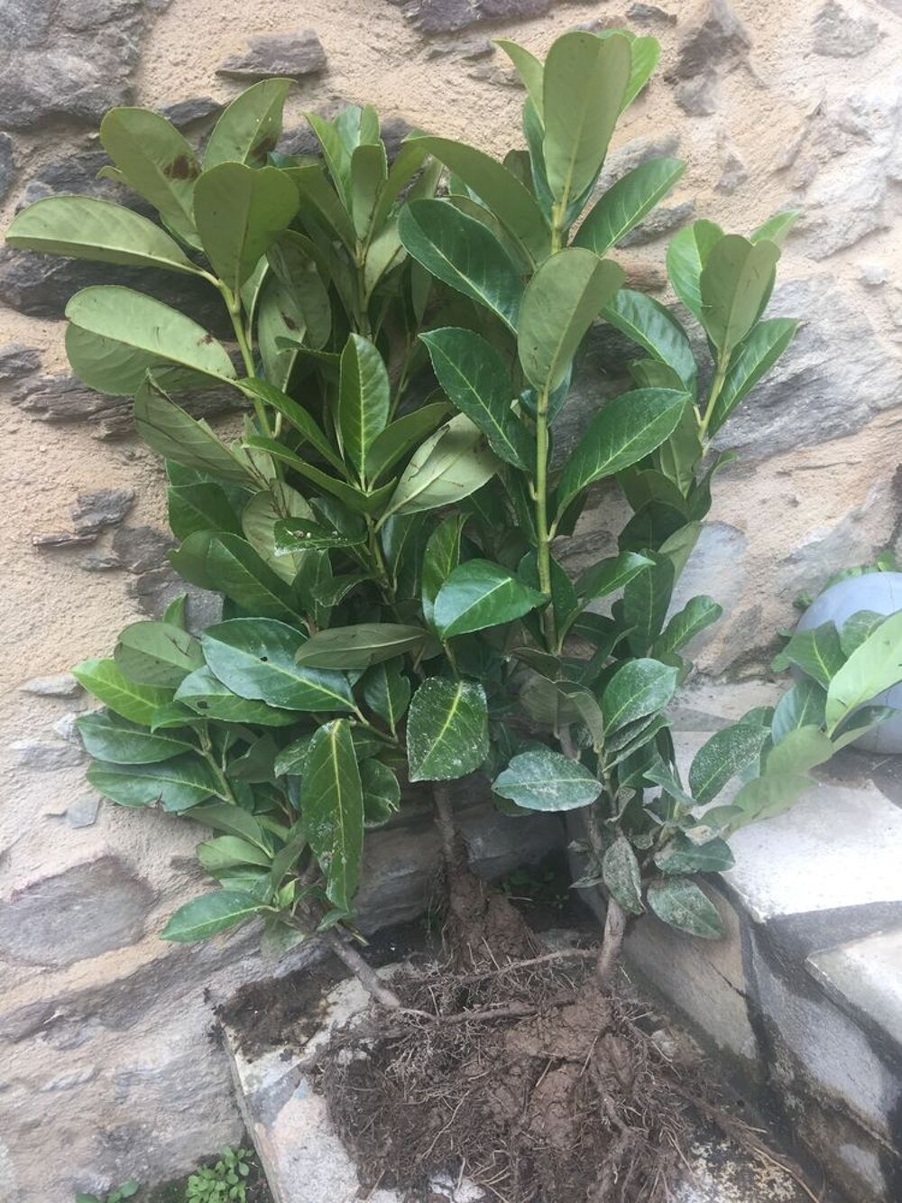 Laurier palme, laurines, laurieres : 40 &agrave; 60 cm Jardin