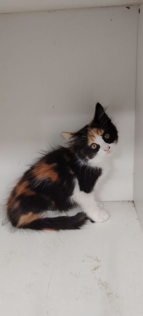 CHATON type sacre de Birmanie x siamois  0 64140 Billère