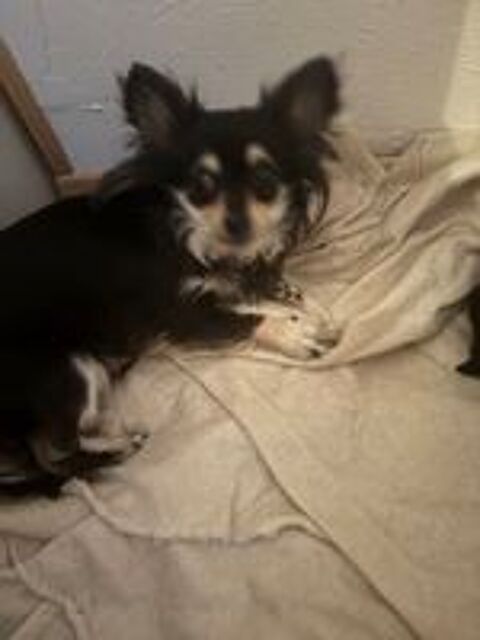   Chiot chihuahua 