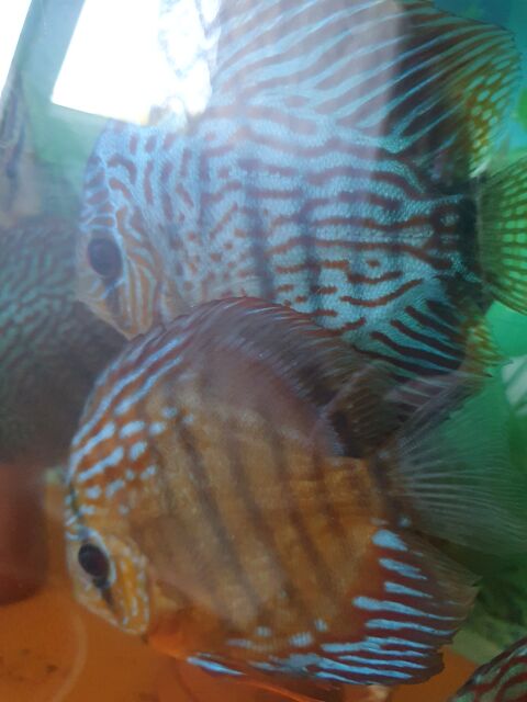 Discus adultes vendu en groupe 30 54110 Rmrville