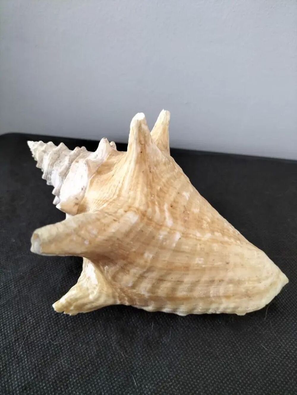 Coquillage Strombix Décoration