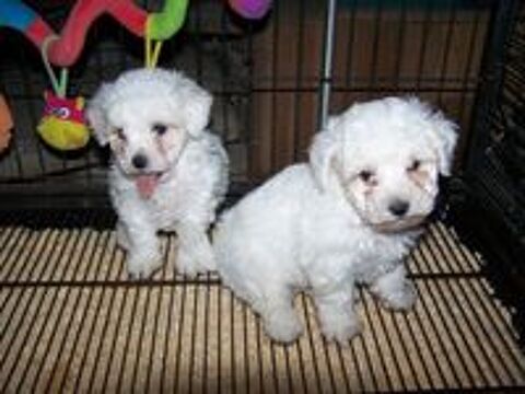   A RESERVER CHOTS BICHON FRISE 