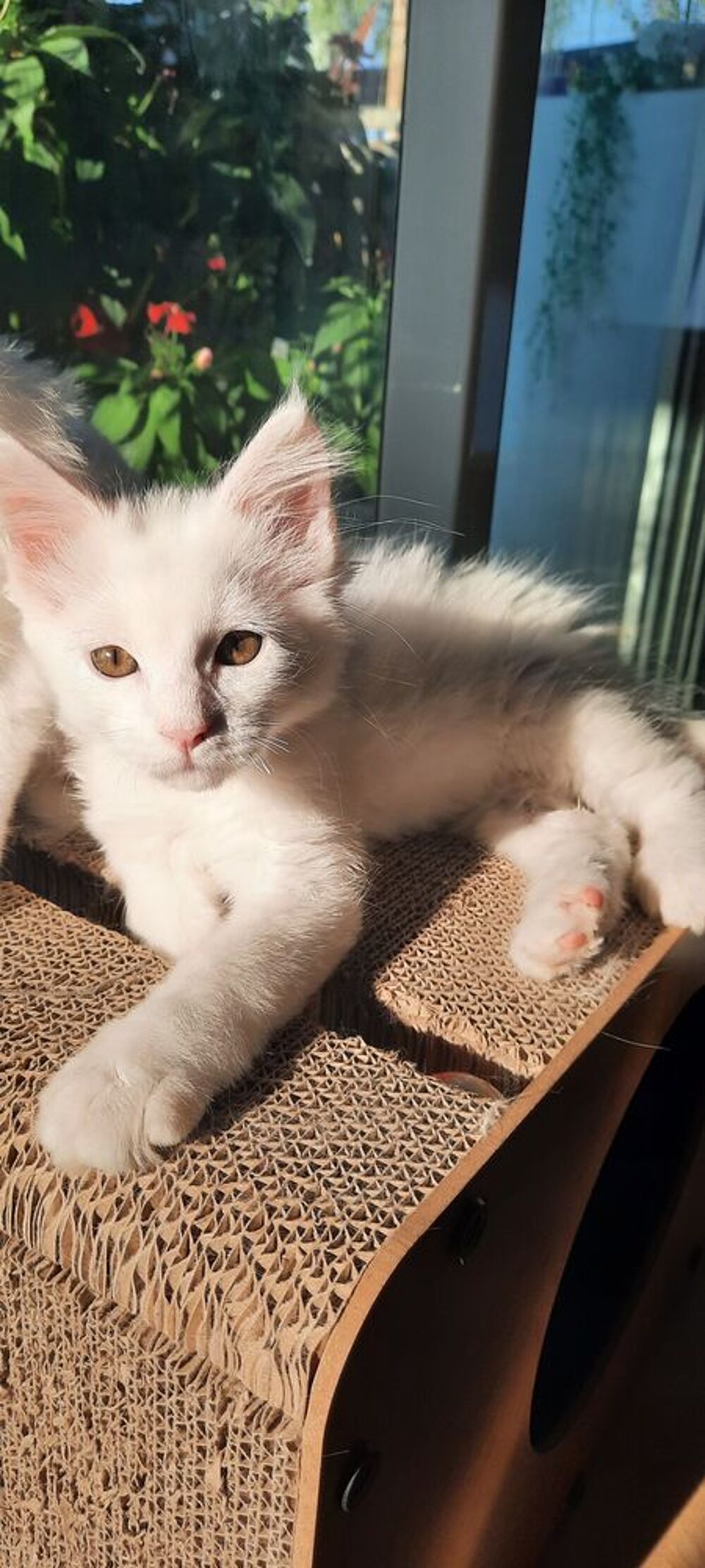    CHATONS MAINE COON  