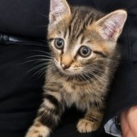   MIGNON 