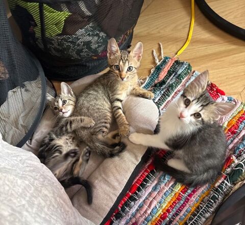 3 adorables chatons angora turc / short hair ? 300 92700 Colombes