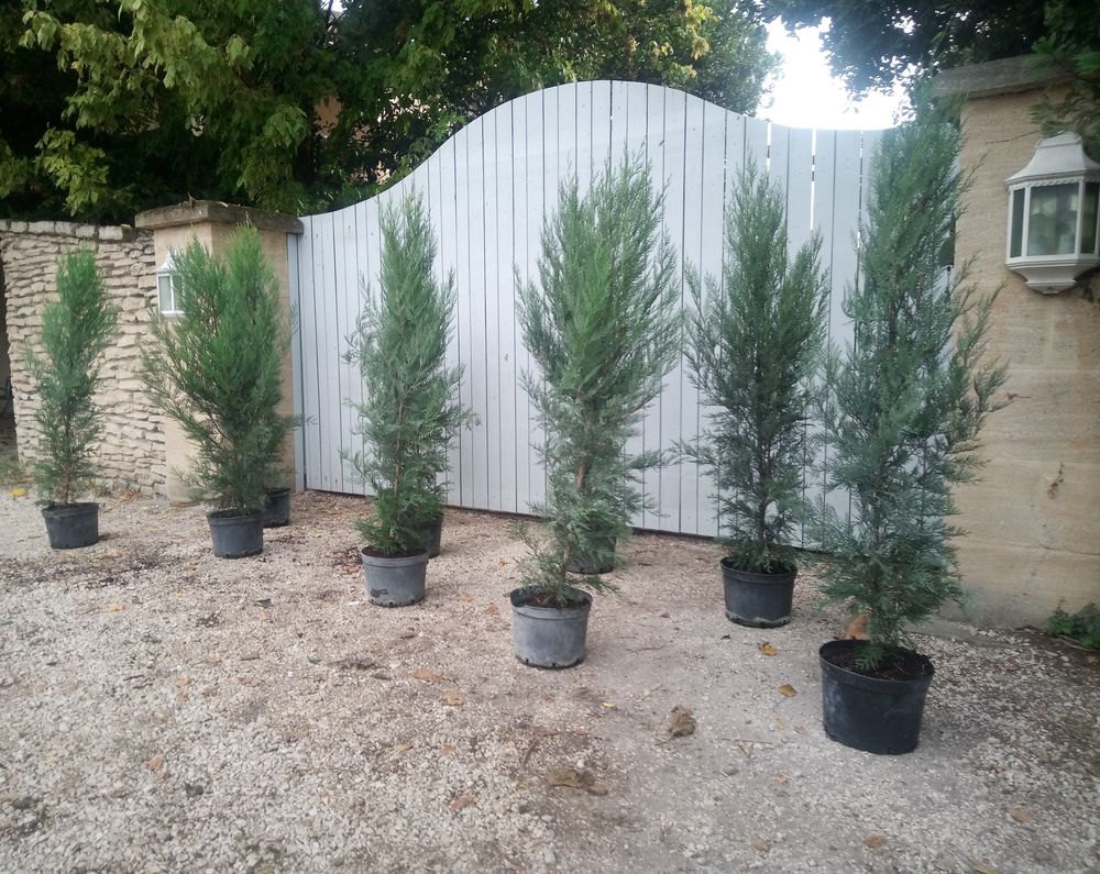 Cypr&egrave;s de Leyland greff&eacute; en container 7.5 litres ?? Jardin