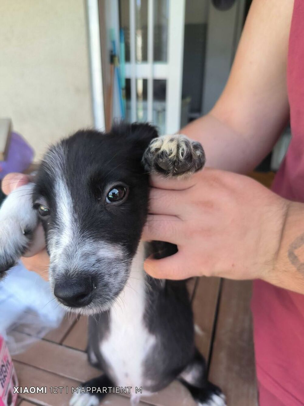 chiot border collie Jardin