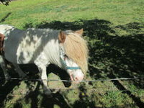    donne ponette shetland 
