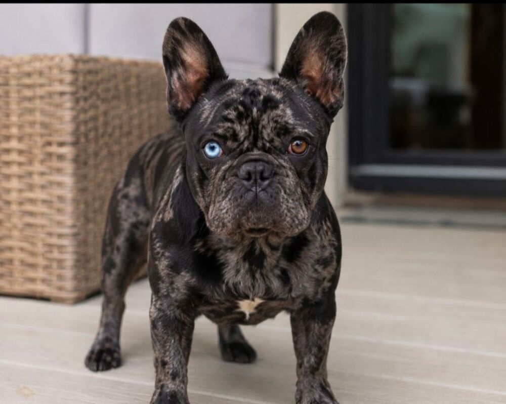   Bouledogue français merle de 3 ans stérilisé  