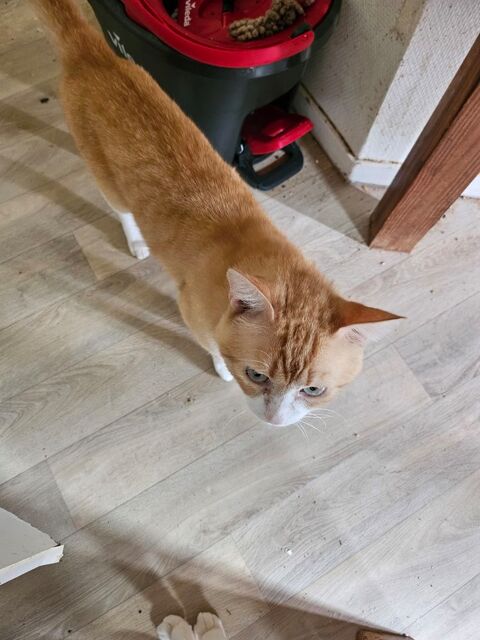 Chat mâle 0 64000 Pau