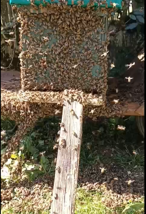 C&egrave;de essaims d'abeilles  60 82300 Caussade