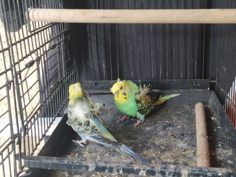 Perruche hagoromo 40 81370 Saint-sulpice