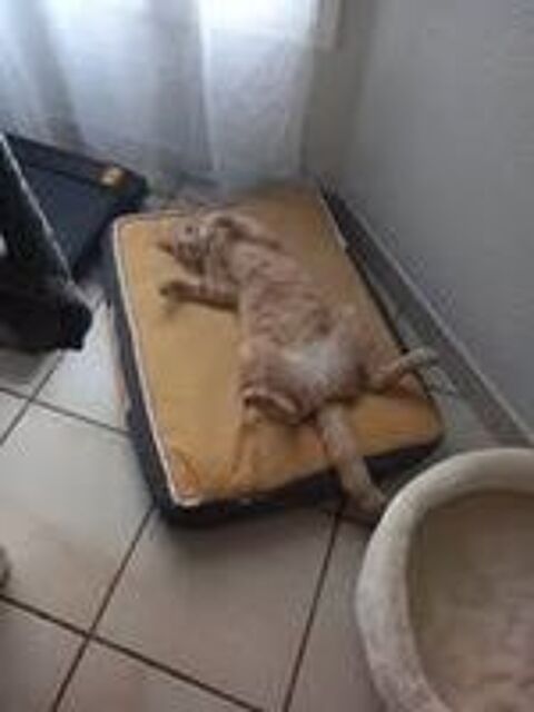   Chat CARAMEL à l adoption 