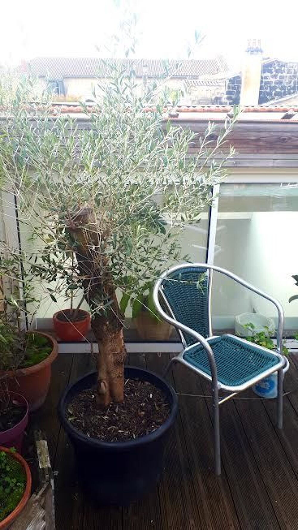 Grands OLIVIERS en Pot Jardin