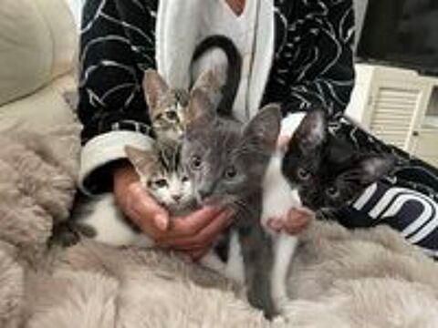   4 PETITS CHATONS RECHERCHENT FAMILLES AIMANTES 