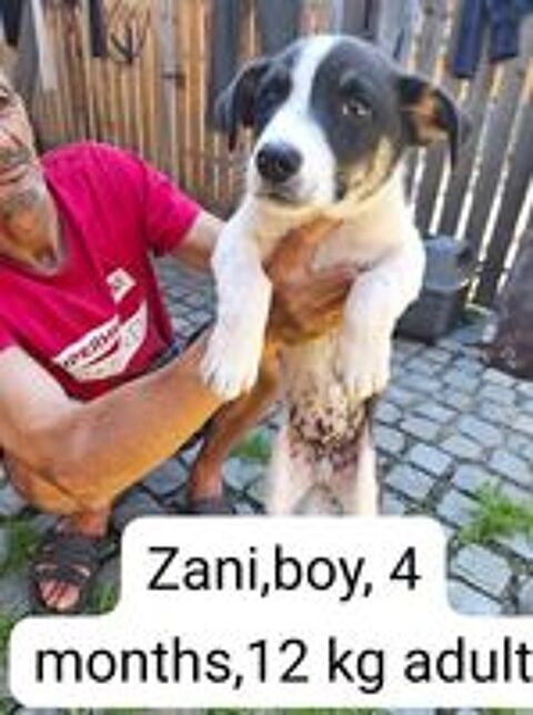   ZANI MALE 4MOIS NON CASTRE A SAUVER DE ROUMANIE ADOPTION SEULEMENT  