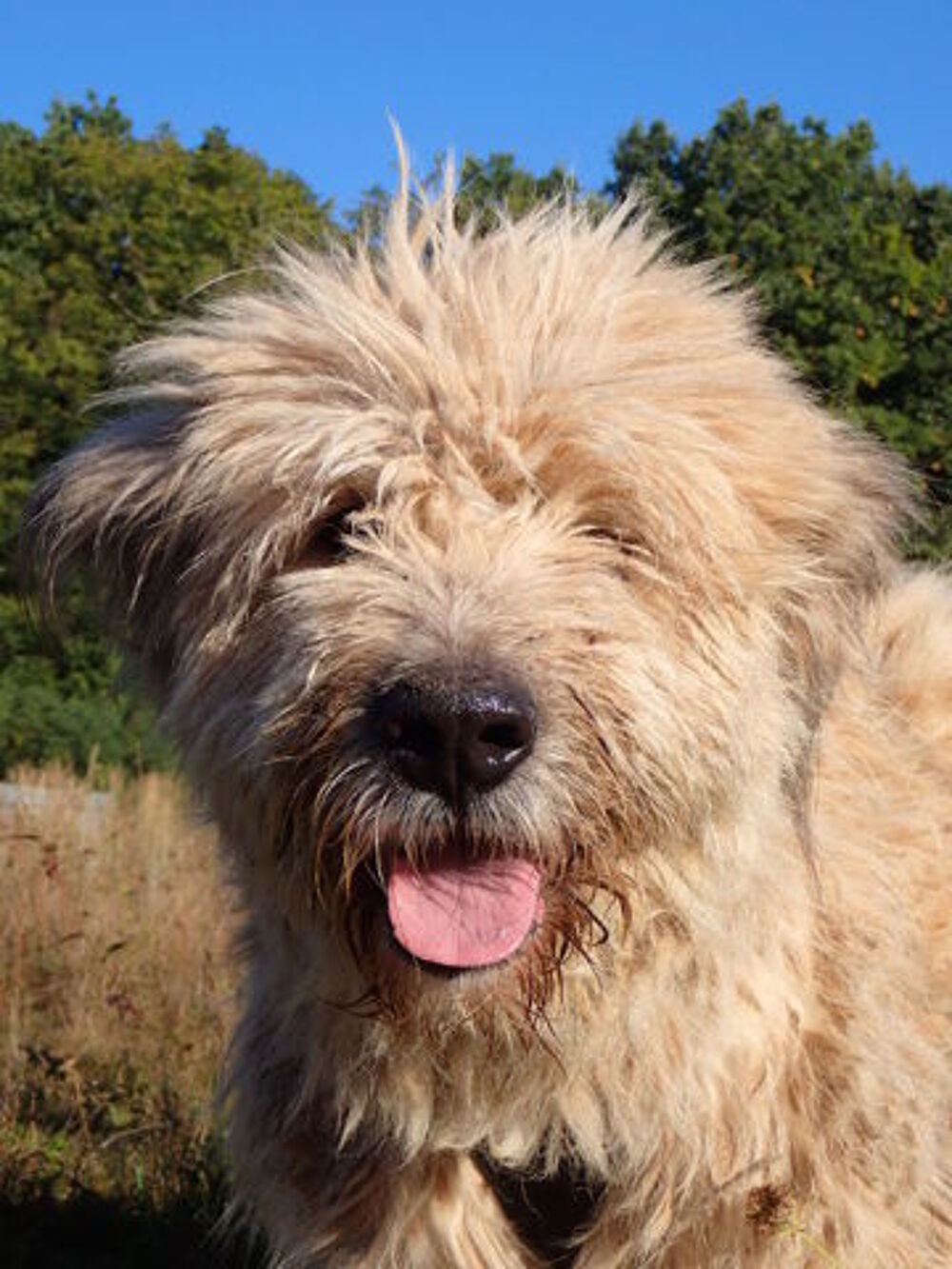   Darren à l'adoption 