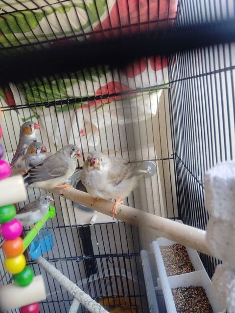 B&eacute;b&eacute;s mandarins diamant 10 44100 Nantes