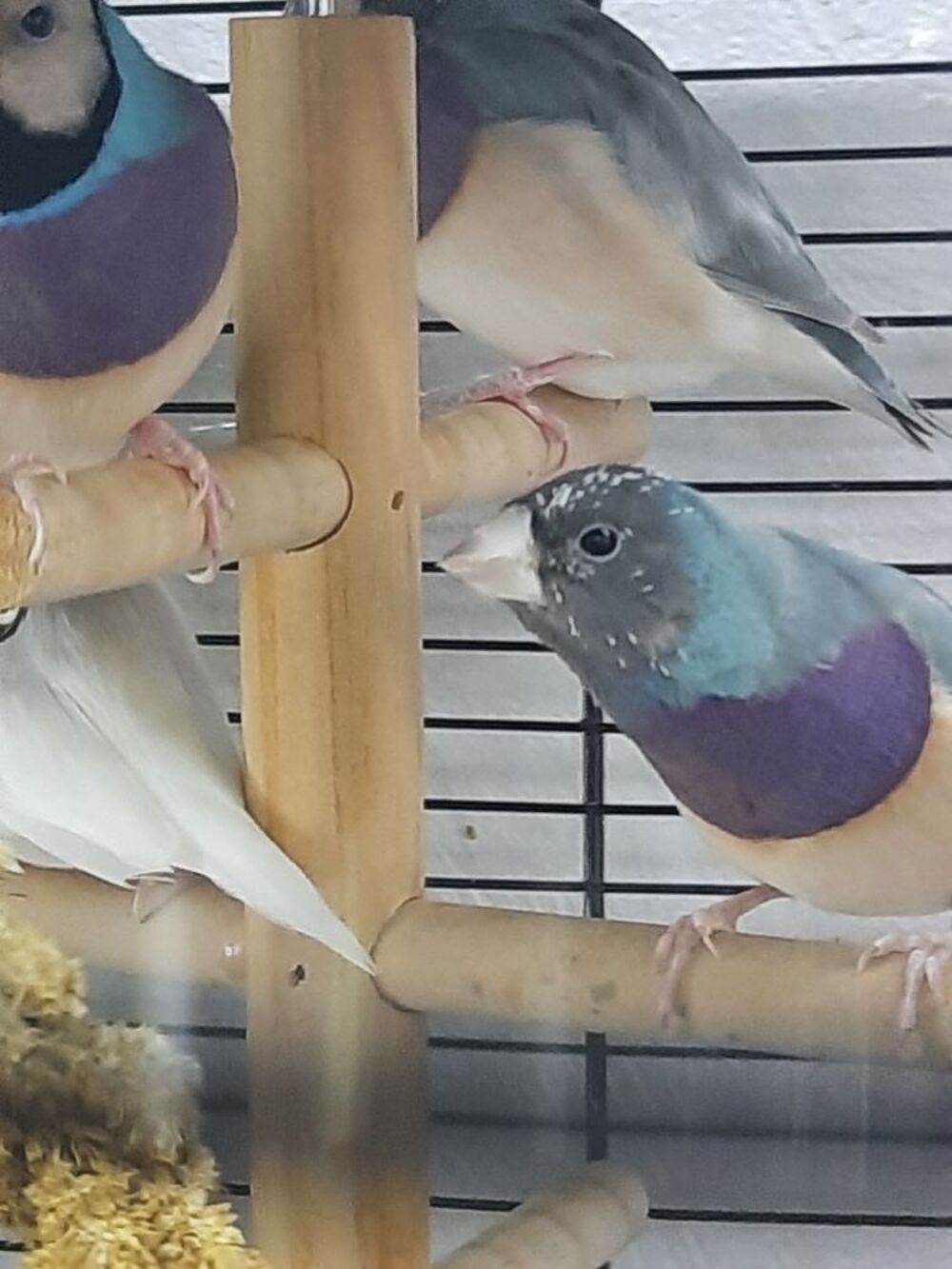   Diamand de goulds bleu pastel 