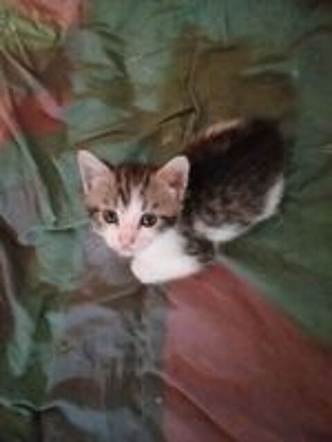   Donne chaton contre bon soin  