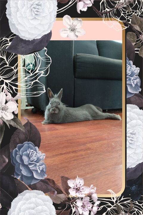 Lapin +cage 100 cm * 50 cm 70 35530 Servon-sur-vilaine