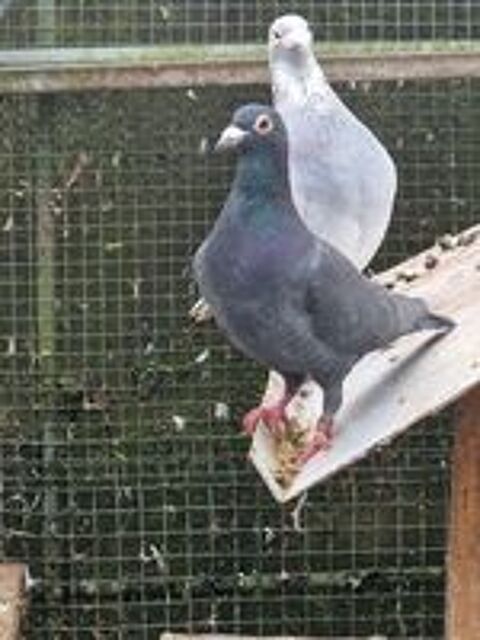   Couple Pigeon voyageur  