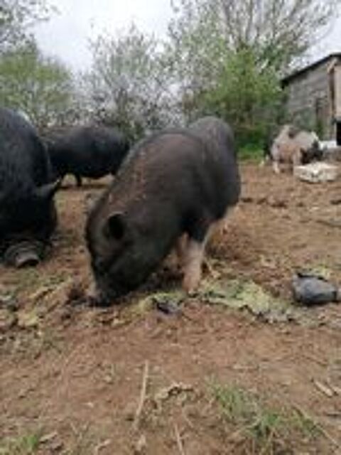   CHARMEUR, adorable cochon nain  l'adoption 