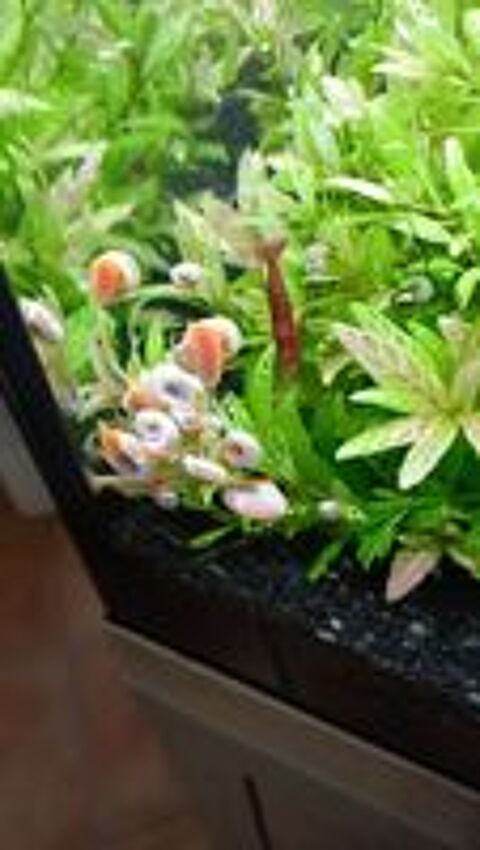  Lots de 8 brins de plantes Hygrophila polysperma rosaenervig 