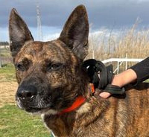   FLINN, berger hollandais 3 ans SAUVETAGE 