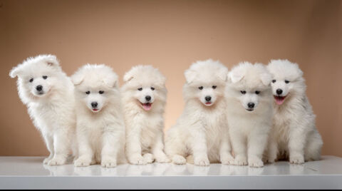 Chiots Samoyedes - 6 femelles et un mâle 0 06810 Auribeau-sur-siagne