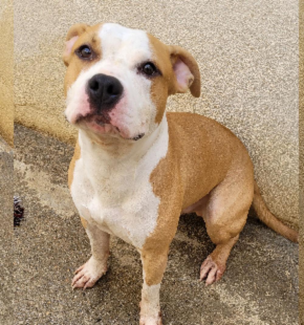   BAKARY, chien type staffie 3 ans 