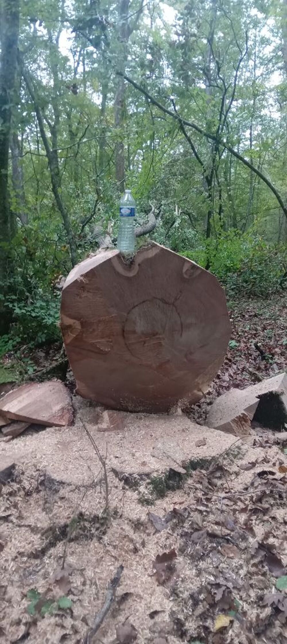 Tron&ccedil;onneuse Bricolage