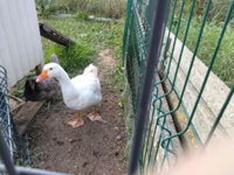   Donne oie blanche et poule grise 