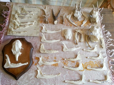 Pour comprendre et �valuer facilement l'�ge du chevreuil  109 Saint-Clair-sur-Galaure (38)