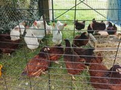   poules pondeuses 