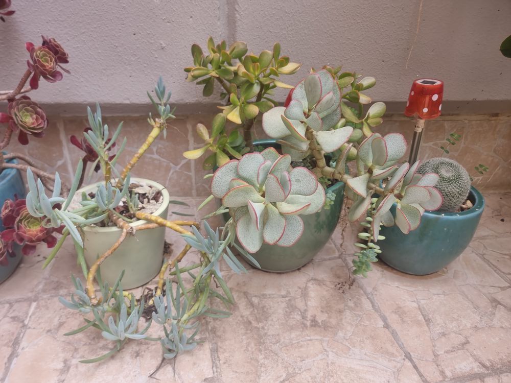 de plantes en pot c&eacute;ramique en pot pvc d ext&eacute;rieur Jardin