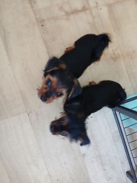 4 petits loulous yorkshires disponibles  . 850 29000 Quimper