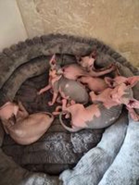   A retenir bébé sphynx et maine coon  