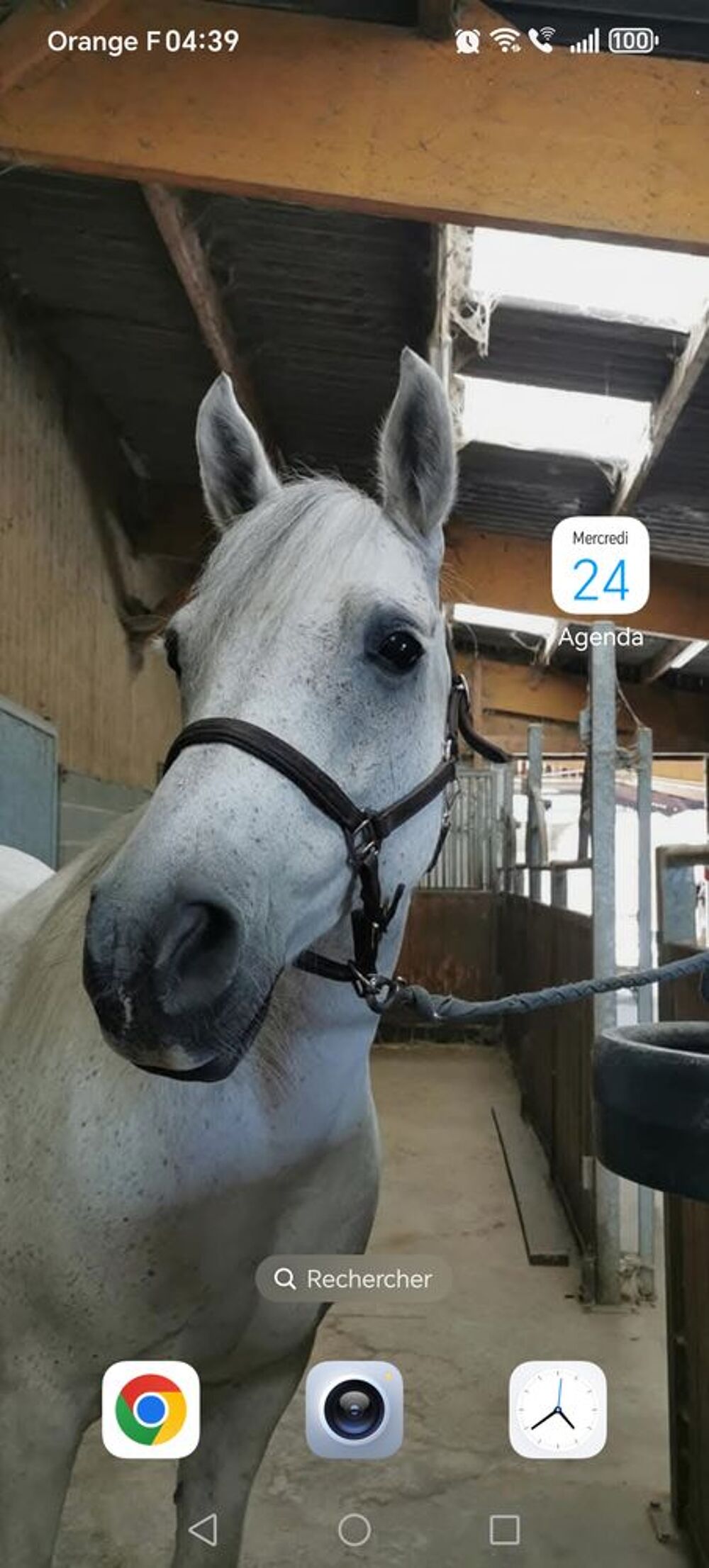   poney connemara-arabe 