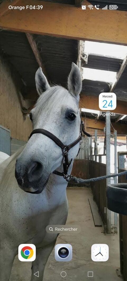 poney connemara-arabe 3500 49700 Ambillou-château