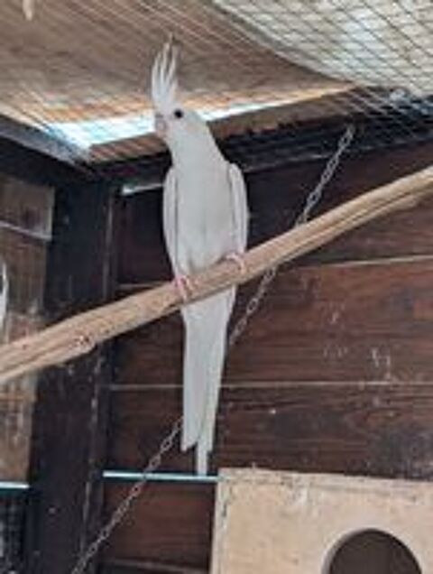   Kakarikis et calopsittes  