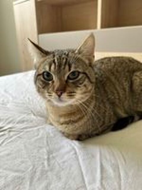   chat � l'adoption 