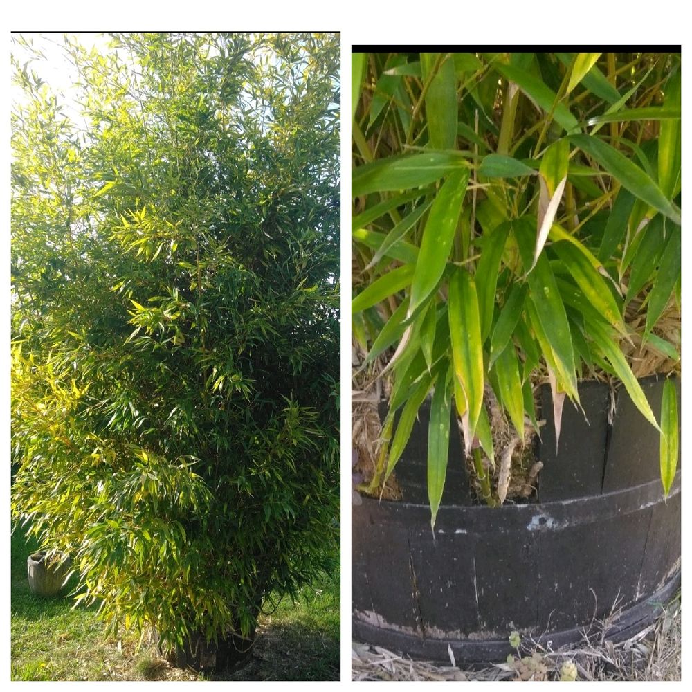 C&egrave;de racine bambou Jardin