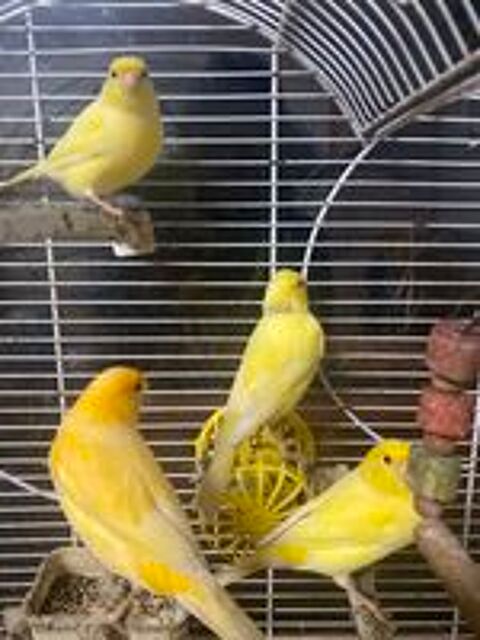   4 canaris mles et femelle 