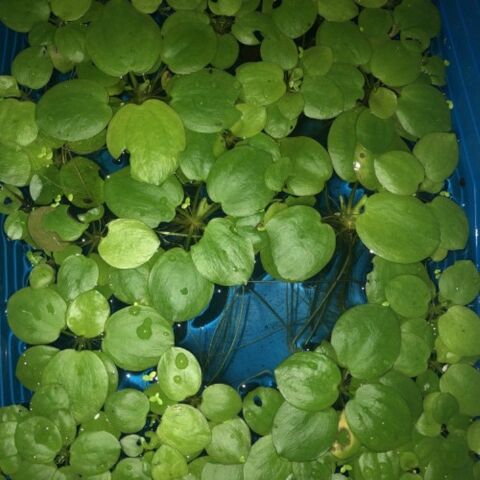 Plante de surface d'aquarium limnobium laevigatum 5 37270 Ath�e-sur-cher