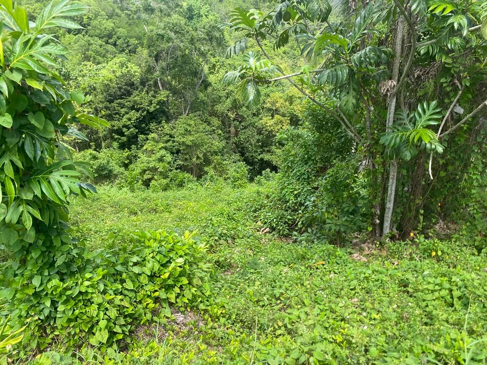 Vente Maison Maison à rénover Sainte-anne