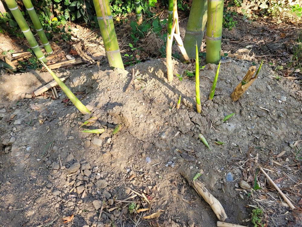 RHIZOMES DE BAMBOUS G&Eacute;ANTS Jardin