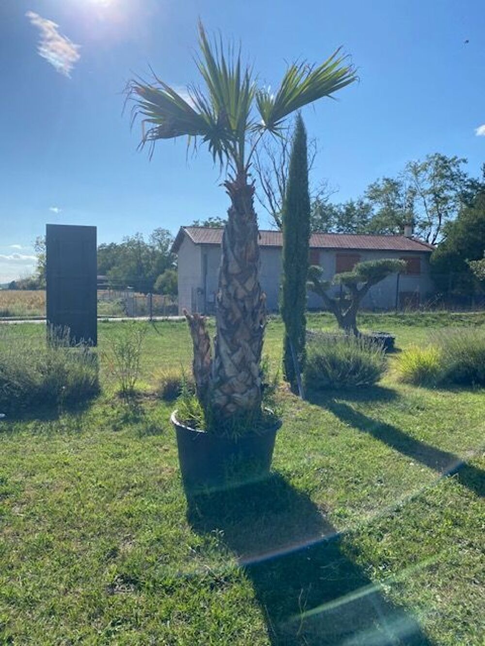 PALMIER WASHINGTONIA Jardin