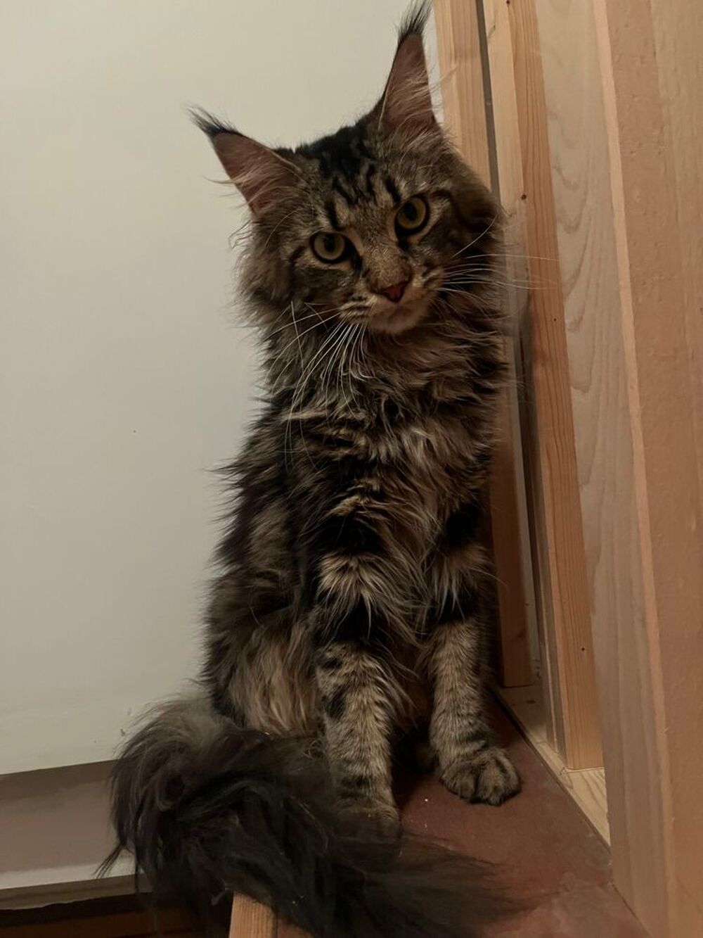   Maine coon pour saillie 