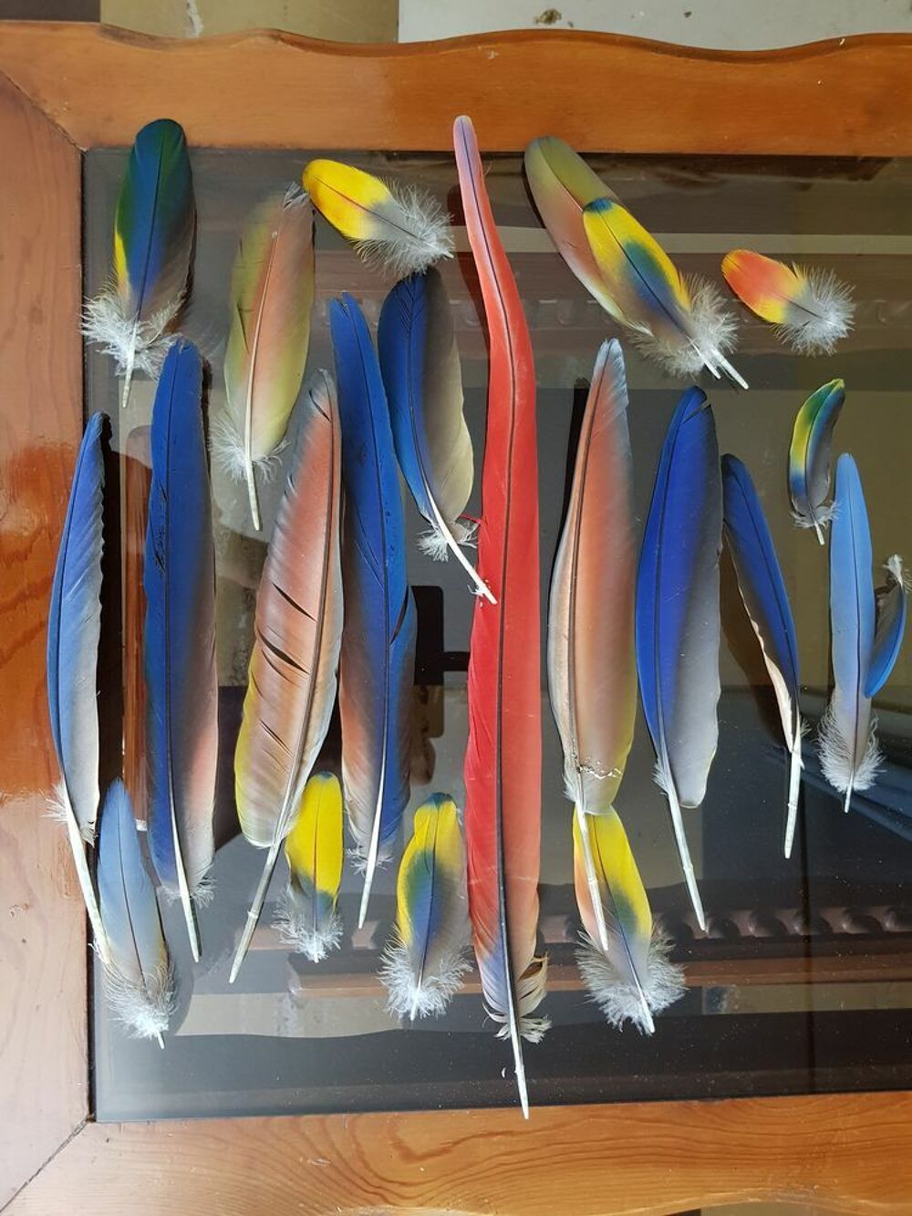 cherche plumes perroquet perruche 